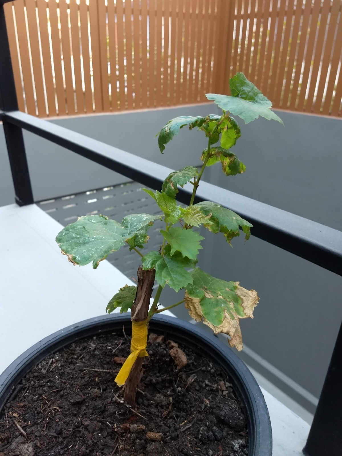 gallery/2018-12-17 16.42.48